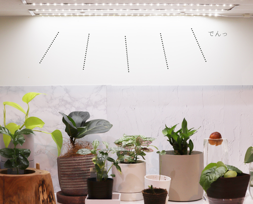 植物用に設置したLEDライトと植物